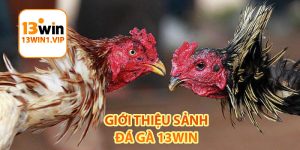Giới thiệu sảnh đá gà 13Win