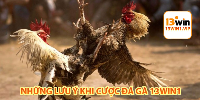 những lưu ý khi cược đá gà 13win1