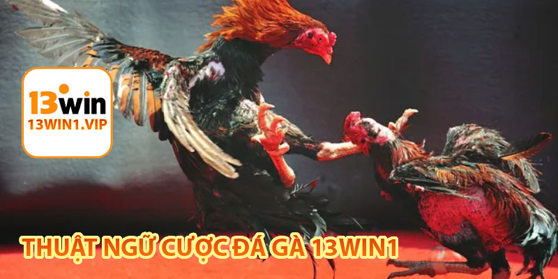 thuật ngữ cược đá gà 13win1
